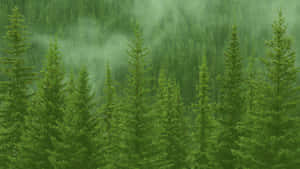 霧氣瀰漫的森林中高大的松樹，帶有柔和的綠色調和霧氣瀰漫的氛圍。 — 16:9 壁紙
