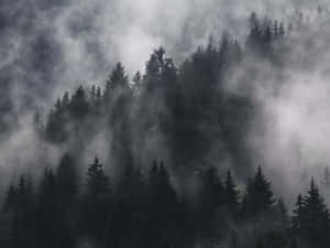 深色常綠樹被山上的濃霧部分遮蓋。 — 美麗的夜晚 壁紙