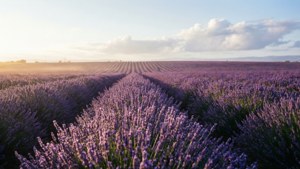 日落天空下，帶有柔和雲朵的薰衣草田排列。 — 中性 壁紙