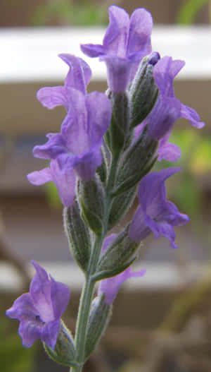 帶有紫色花朵和毛茸茸綠色莖幹的薰衣草花穗。 — 9:16 壁紙