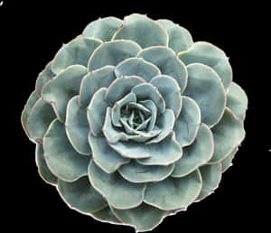 多肉植物仙人掌植物， Plantsarefriends Tumblr Arthoe - 多肉植物