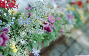 柔和焦點背景的花園花盆中色彩繽紛的花朵。 — 花卉桌面 壁紙