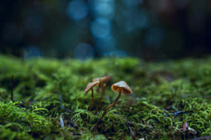 蘑菇圖片 — 蘑菇美學 壁紙