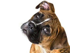 虎斑拳師犬在白色背景下，一隻耳朵豎起、一隻垂下向上看。 — 可愛 壁紙