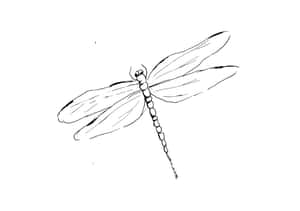 蜻蜓圖片 — 蜻蜓 壁紙