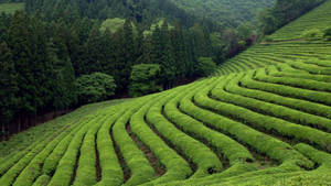 林木茂密的山坡上彎曲的綠茶植物行列。 — 茶園 壁紙
