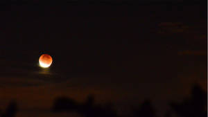 血月在夜空中發出紅光，襯托樹木剪影 — 高畫質月亮 壁紙