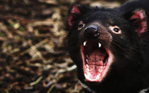 袋獾在森林中張開嘴巴咆哮。 — Tasmanian Devil 壁紙