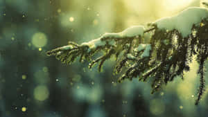 被雪覆蓋的松樹枝在金色陽光下閃耀，背景模糊的森林。 — 冬季風景 壁紙