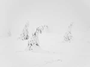 在寧靜的冬日場景中，被雪覆蓋的冰凍樹木。 — 冬季風景 壁紙