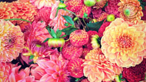 許多彩色花朵的特寫 — 花卉桌面 壁紙
