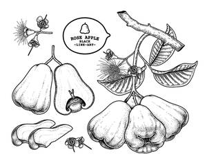 黑色線條植物插圖，描繪玫瑰蘋果果實、花朵和葉子，帶有圓點陰影。 — 水果 壁紙