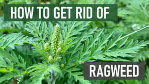 豚草植物，帶有文字疊加，解釋如何去除它。 — 花園 壁紙