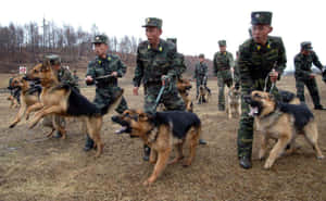 身穿迷彩服的士兵在戶外訓練德國牧羊犬。 — 南韓 壁紙