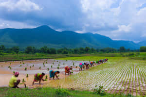 農民在淹水的田地裡種植水稻，背景有山脈 — MacBook Pro M4 壁紙