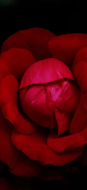 黑暗中的深紅玫瑰蓓蕾，柔和光線凸顯其花瓣。 — iPhone 17 壁紙