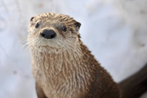 濕水獺有鬍鬚在雪景中向上看 — 野生動物 壁紙