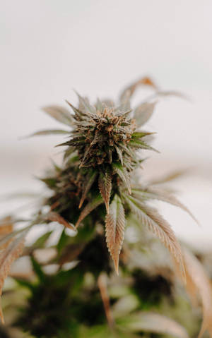 大麻植物近距離特寫，葉片和花蕾細節清晰。 — Galaxy Tab S10+ 壁紙