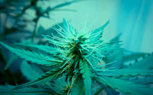 大麻植物近距離特寫，葉片細節清晰，花蕾絨毛在藍綠光下。 — 迷幻 壁紙