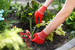 戴紅色手套的人從花園泥土中拔出蒲公英。 — 花園 壁紙