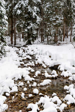 樹林背景 — 樹林 壁紙