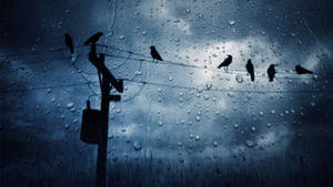 風暴中透過有雨痕的窗戶看到的電線上的鳥兒。 — 凋零風暴 壁紙