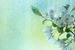 透過被雨淋濕的窗戶看到白色花朵和綠色葉子。 — MacBook Air 壁紙
