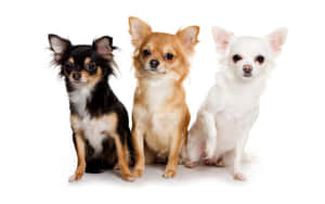 吉娃娃背景 — 鬥牛犬 壁紙