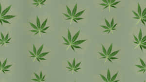 綠色大麻葉在鼠尾草色背景上以重複圖案排列。 — 大麻 壁紙