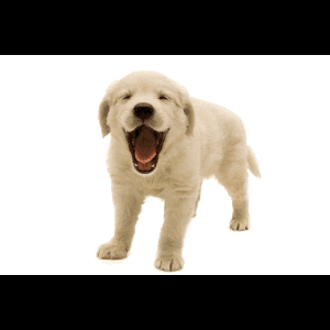 金毛幼犬打呵欠