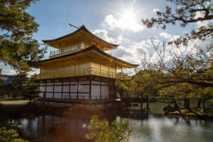 金色寺廟亭閣被水和松樹環繞，在明亮的陽光下。 — 金廟 壁紙