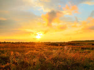 夕陽映照高草田野，金色光線與橙色雲朵。 — 日落 壁紙