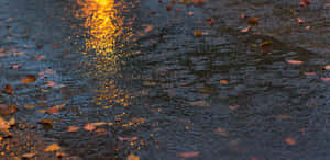 散落著落葉的濕漉漉路面反射著金色夕陽光線。 — 風景 壁紙