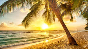 棕櫚樹在金色夕陽映襯下的剪影，背景是沙灘和海洋波浪。 — 美麗的秋天 壁紙