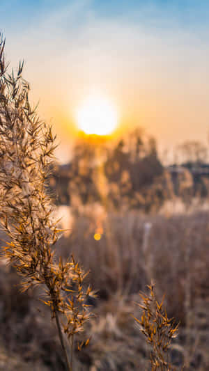 夕陽在樹木後方，前景有金色蘆葦 — 日落 壁紙