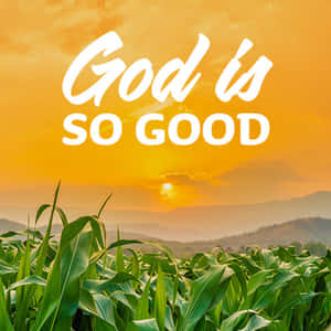 夕陽下的玉米田，文字God is SO GOOD — 神的話語 壁紙