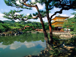 金色寺廟倒映在寧靜的池塘中，周圍環繞著松樹和岩石。 — 日式審美桌面 壁紙