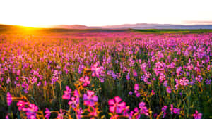 廣闊的粉紅色野花田，金色夕陽，遠山。 — 粉色花朵 壁紙