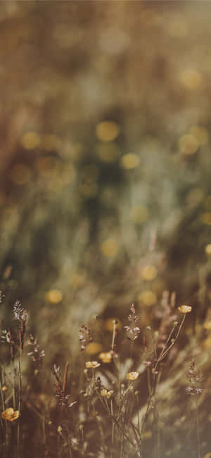 高高的草叢和野花沐浴在金色的陽光中，背景柔和模糊。 — Honor 600 Lite 壁紙