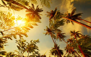 棕櫚樹在金色夕陽天空下形成剪影。 — 棕櫚樹 壁紙