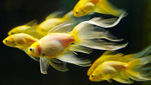 金色魚兒擺動流暢的魚鰭在暗水中游動。 — 金魚 壁紙
