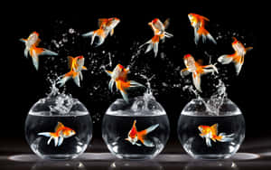 金魚從玻璃碗中躍出，水花濺在黑色背景上。 — 金魚 壁紙