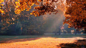 陽光穿過寧靜公園中橙色的秋葉。 — 溫暖 壁紙