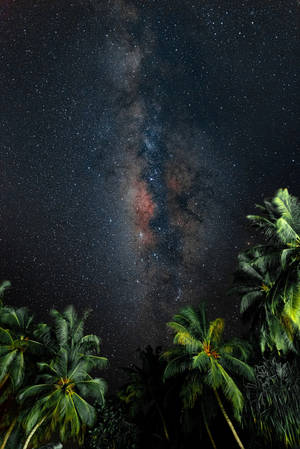 棕櫚樹在繁星點點的夜空中襯托出鮮豔的銀河系。 — 棕櫚樹 壁紙