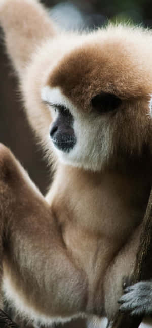 一隻有棕色毛和白色臉的長臂猿棲息在樹枝上。 — 1179x2556 壁紙