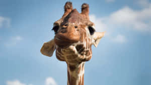 長頸鹿帶著好奇的表情向下看，背景是藍天。 — 藍天 壁紙