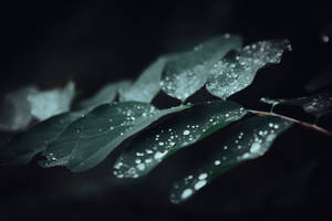 深綠色葉片帶有水珠，在黑色背景下的陰鬱特寫。 — 昏暗 壁紙