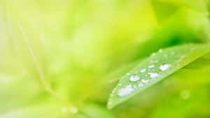 花園中綠葉上的露珠特寫 — 5120x2880 壁紙