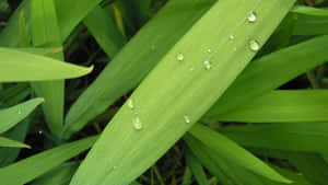 花園中綠色葉片上的水珠特寫 — 水 壁紙