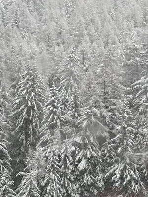 灰色天空下茂密冬季森林中積雪的松樹。 — 原始 iPhone 壁紙
